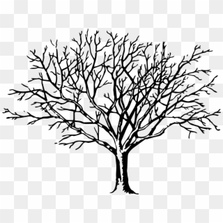 2092 X 1588 4 - Free Tree Clip Art Black And White, HD Png Download