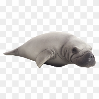 Sealife - Dugong Png, Transparent Png