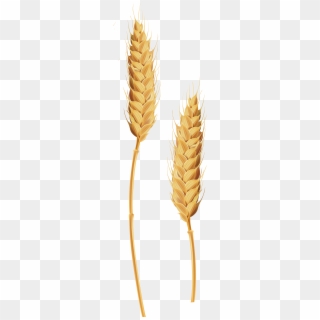 Barley Clipart Wheat Grass - Stalk Of Grain Clipart, HD Png Download
