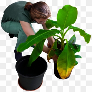 Replanting His Banana Trees - People Planting Cut Out, HD Png Download
