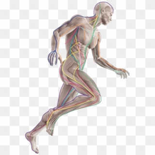Muscular Running Man Hove - Anatomy Trains, HD Png Download