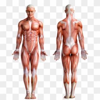 Muscle Man - Men Muscle Structure, HD Png Download