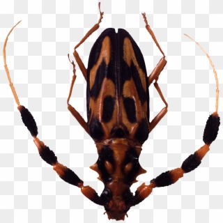 Bug Png Image - Insect, Transparent Png