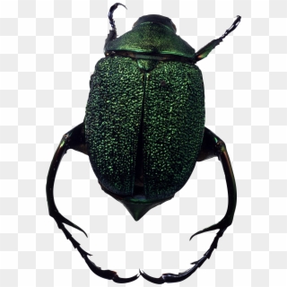 Bugs In Png, Transparent Png