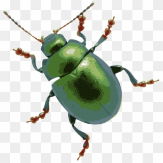 Bugs Clipart Beetle - Clip Art Transparent Background Bug, HD Png Download