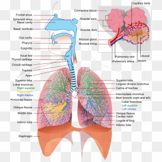 Diagram Of The Lungs - Do I Have Trouble Breathing, HD Png Download