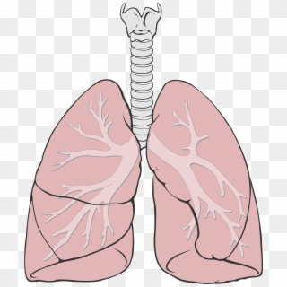 The Human Lungs - Lungs Diagram, HD Png Download
