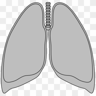 Small - Mouse Lung Clipart, HD Png Download