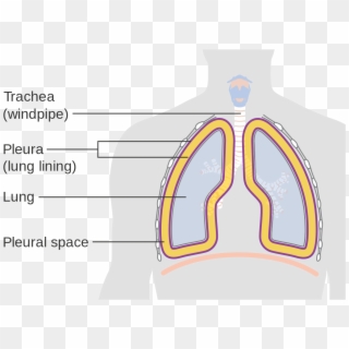Diagram Showing The Lining Of The Lungs Cruk - Lining Of The Lungs, HD Png Download