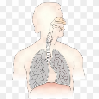 Inhalation Lung Exhalation Respiratory System Trachea - Respiratory System Clipart Png, Transparent Png