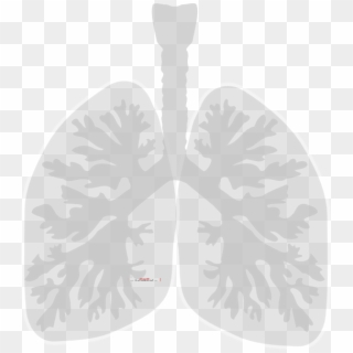 Small - Lungs Clip Art, HD Png Download
