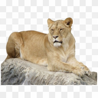 Lioness Transparent Image - صورة لبؤة, HD Png Download