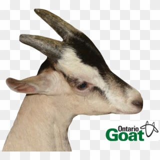Buck K - Goat, HD Png Download