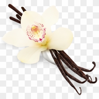 Vanilla Transparent, HD Png Download