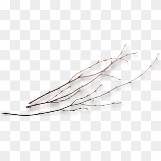 Twig Png - Twigs Png, Transparent Png