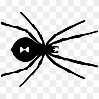 Black Spider Coloring Page Black Widow Spider Coloring - Black Widow Spider Transparent, HD Png Download