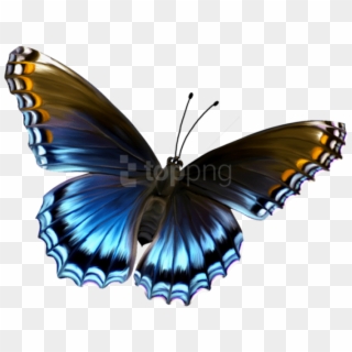 Free Png Download Beautiful Blue And Brown Butterfly - Butterfly Png Hd, Transparent Png
