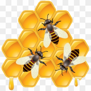 Honeycomb Clipart Transparent - Пчелы Соты Рисунок, HD Png Download