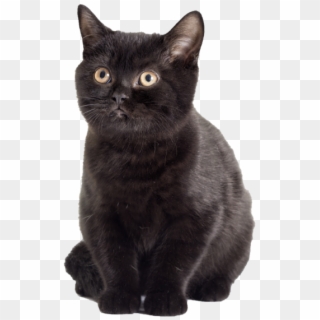 Black Kitten - Black Cat, HD Png Download
