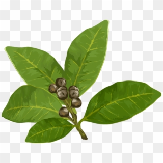 Herbs Png Icon - Bay Leaves Clip Art, Transparent Png