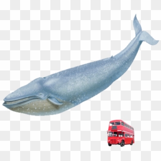 Blue Whale Red London Bus - Blue Whale Transparent Real, HD Png Download