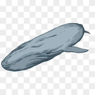 By Donating To Oceanswell, You Are Helping Us Do What - Grey Whale, HD Png Download