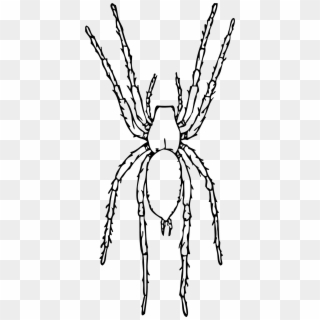 Brown Spider Black White Line Art 999px 192 - Black And White Images Of Spider, HD Png Download