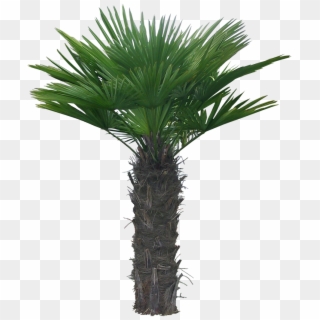 Arboles, Jardines Y Palmeras Png - Palm Trees, Transparent Png