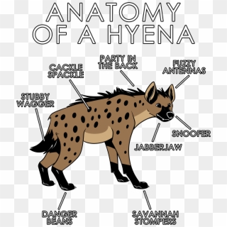 Anatomy Of A Hyena2 - Hyena Anatomy, HD Png Download