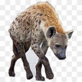 #hyena - Spotted Hyena, HD Png Download