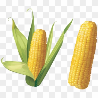 Corn - Corn Png, Transparent Png