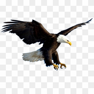 Aguila - Eagle Flying, HD Png Download