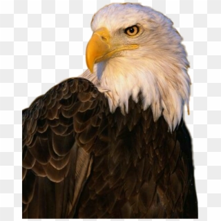 Aguila Sticker - Eagle, HD Png Download