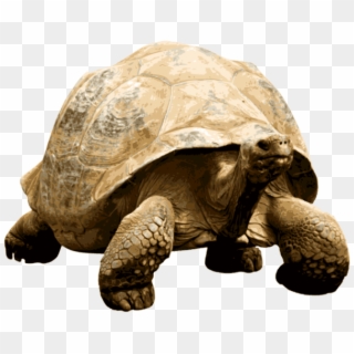 Download - Giant Tortoise Clipart, HD Png Download