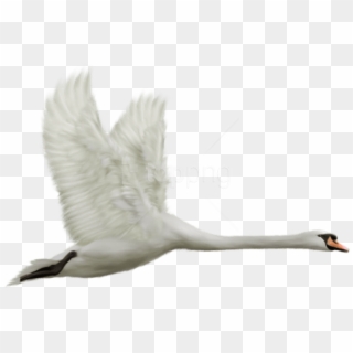 Free Png White Swan In Flight Png Images Transparent - White Swan In Flight, Png Download