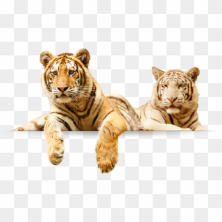 Tigers - Tiger Family Png, Transparent Png