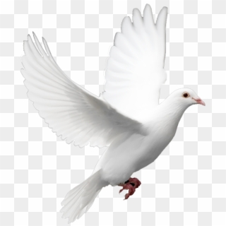 Kabutar Png Hd - White Dove, Transparent Png