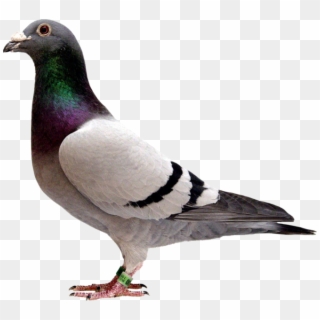 Pigeon - Pigeon With White Background, HD Png Download