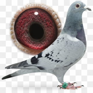 Dolce Vita - Stock Dove, HD Png Download