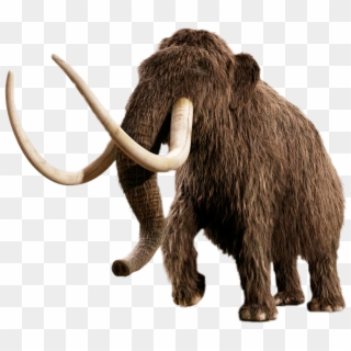 Mammoth - Woolly Mammoth No Background, HD Png Download