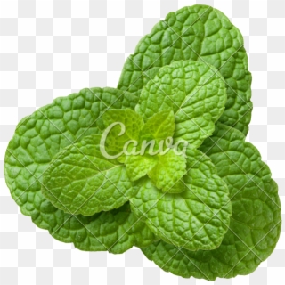 Mint Leaves, HD Png Download