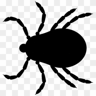 Tick Insect Png - Tick Bug Clipart Png, Transparent Png