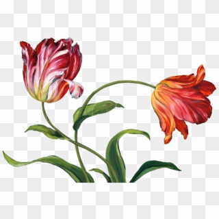 Tulips - Painting, HD Png Download