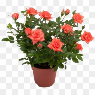 Pinterest Garden, Indoor Plants, Planting Flowers, - Pot Rose Plant Png, Transparent Png