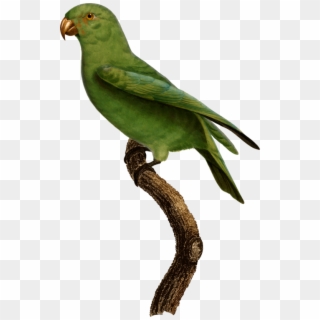 479 X 750 3 - Parrot, HD Png Download
