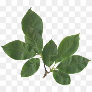 File Magnolia Soulangiana Scanned Leaves Png Wikimedia - Transparent Leaves Png, Png Download