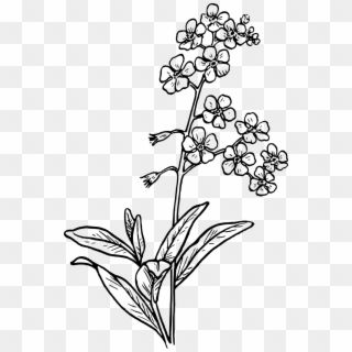 Flower Drawing Png Png Transparent For Free Download Pngfind