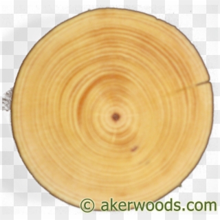 This 4 Diameter Ponderosa Post Is From A Tree Around - Tree Cookie Wood Png, Transparent Png