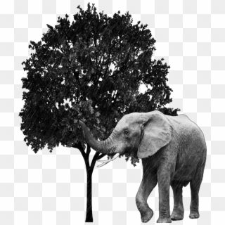 #elefant #tree #wood #blackandwhite - Indian Elephant, HD Png Download