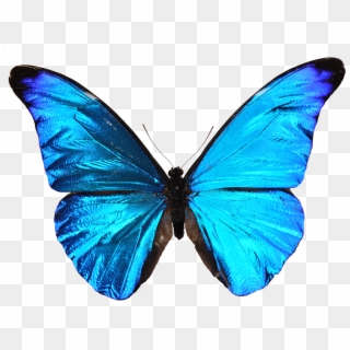 Blue Butterfly - Mariposa Azul Png, Transparent Png